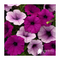 easy wave petunia - plum pudding mix