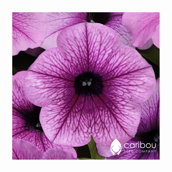 easy wave petunia - plum vein - Caribou Seed Company