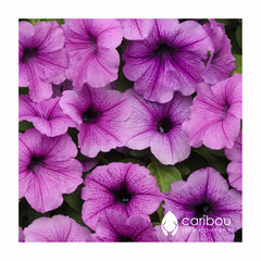 easy wave petunia - plum vein