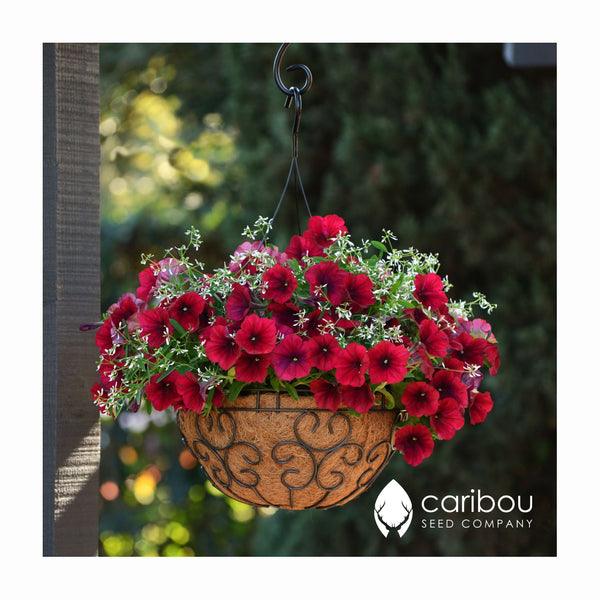 easy wave petunia - red velour - Caribou Seed Company
