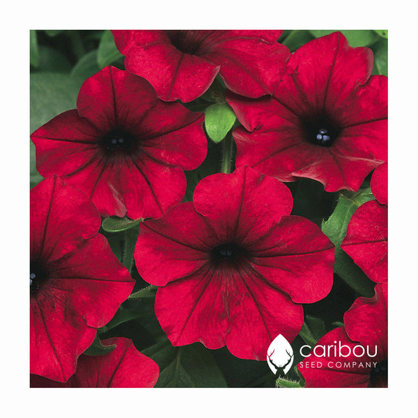 easy wave petunia - red velour - Caribou Seed Company