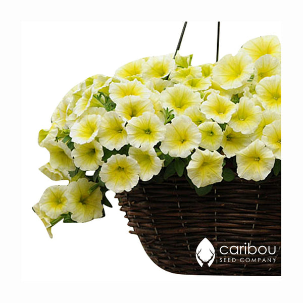 easy wave petunia - yellow - Caribou Seed Company