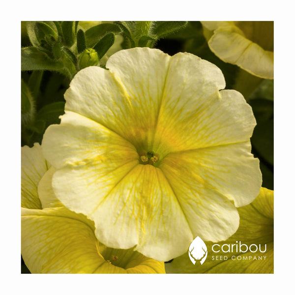 easy wave petunia - yellow - Caribou Seed Company