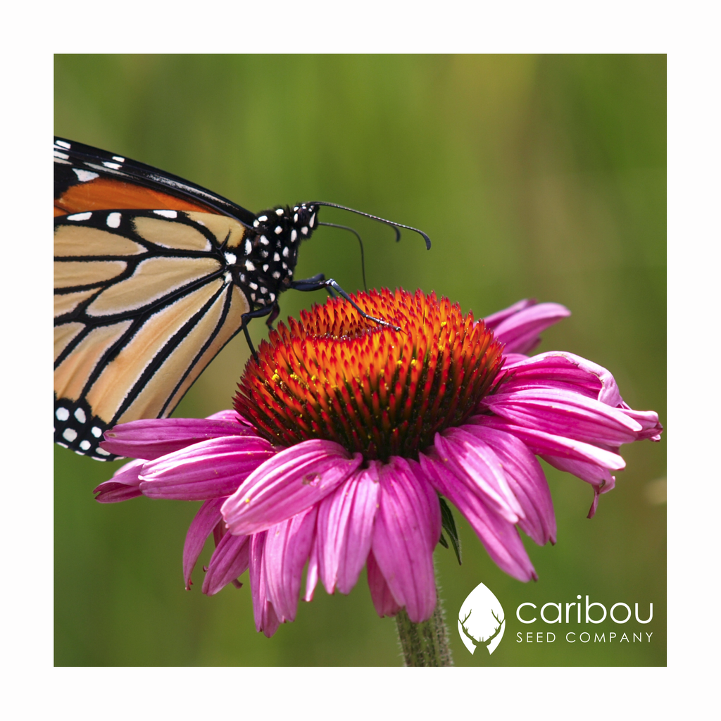 echinacea butterfly kisses seeds echinacea