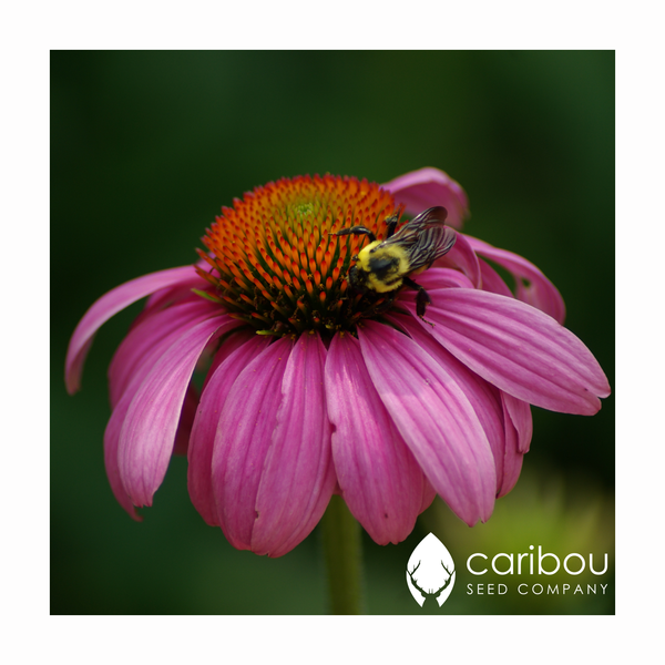 perennially yours garden kit - Caribou Seed Company