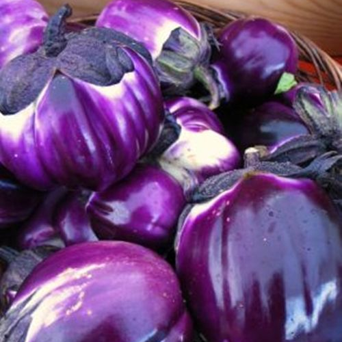 eggplant 'italian pink bicolor' - Caribou Seed Company