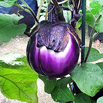 eggplant 'italian pink bicolor' - Caribou Seed Company