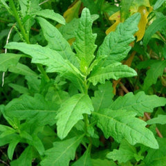epazote