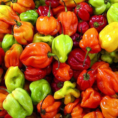 pepper - scotch bonnet