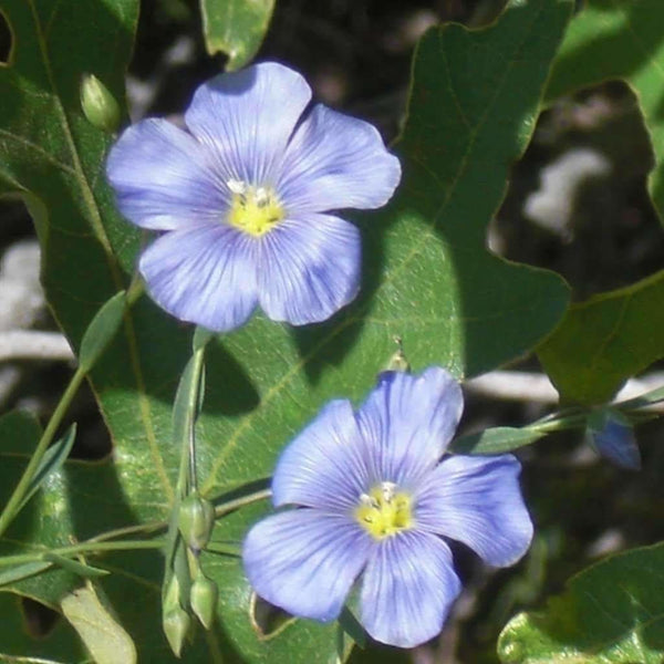 sapphire serenity