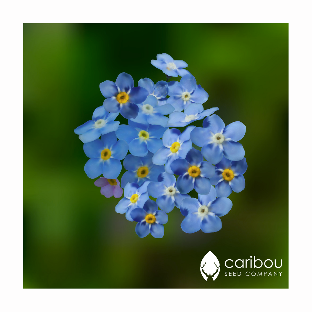forget-me-not - Caribou Seed Company