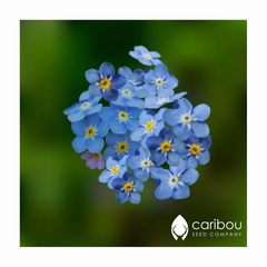 forget-me-not