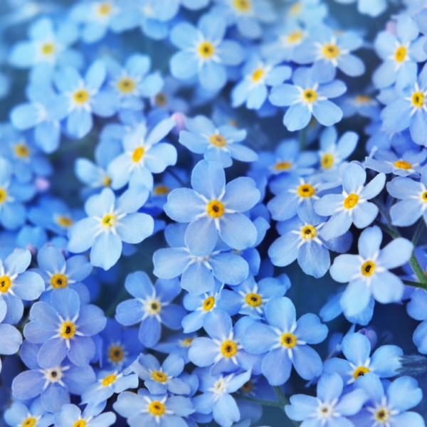 sapphire serenity