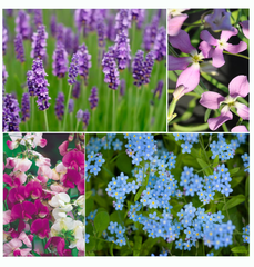 fragrant fantasies seed kit