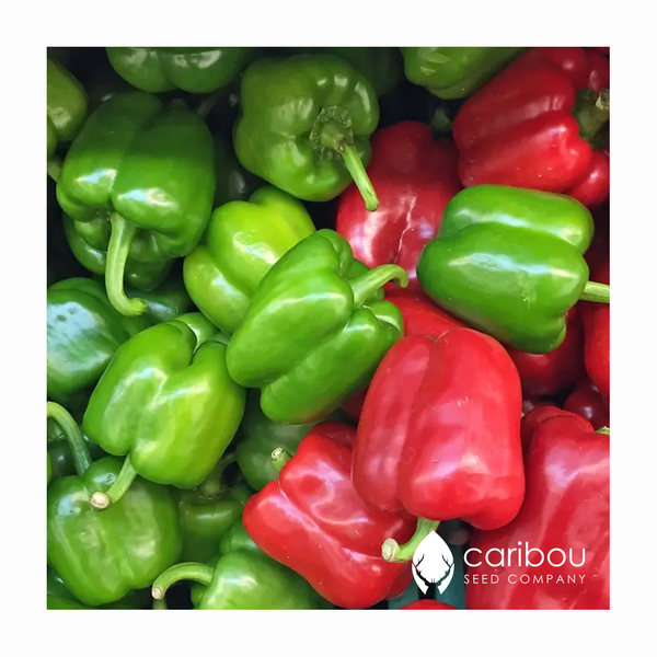 bell pepper/capsicum