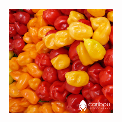 pepper - habanero