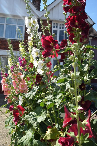 hollyhock 'indian spring'
