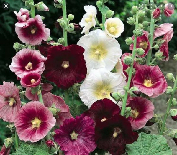 hollyhock 'indian spring'