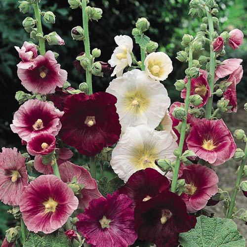 hollyhock 'indian spring'