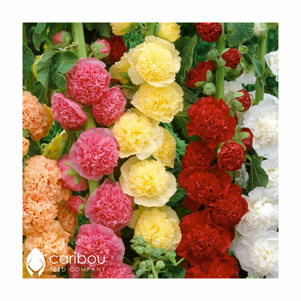 perennially yours garden kit - Caribou Seed Company