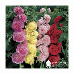 hollyhock chater's mix