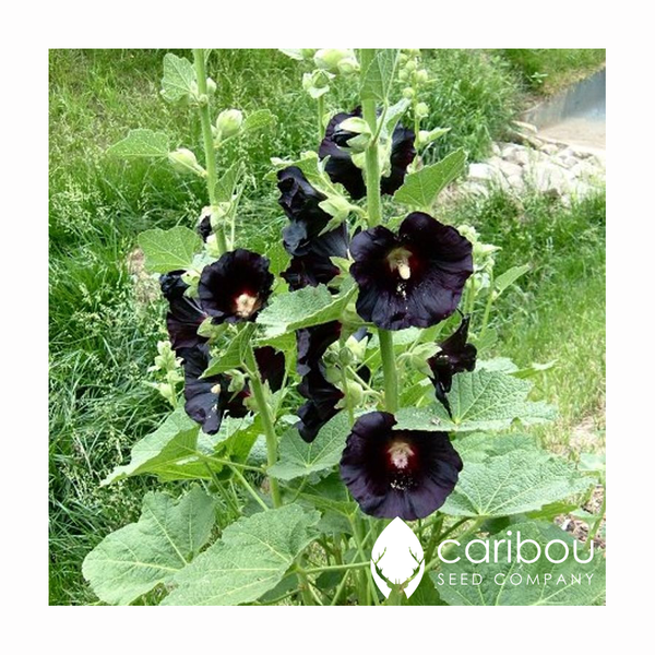 hollyhock - jet black - Caribou Seed Company