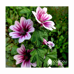 hollyhock - zebrina