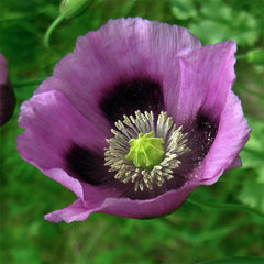 poppy - hungarian blue
