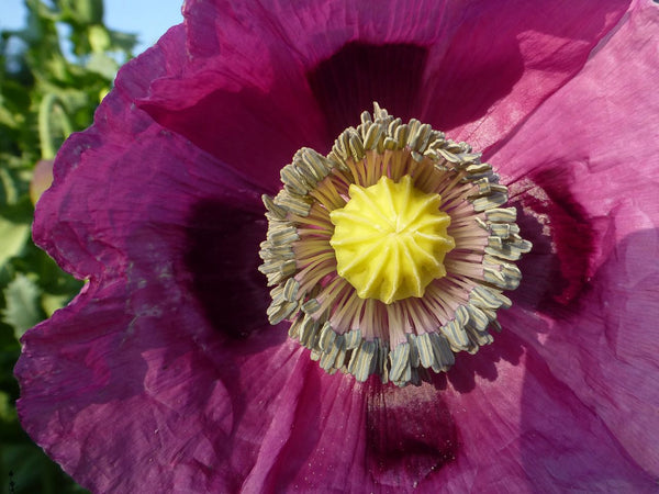poppy - hungarian blue