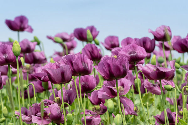 poppy - hungarian blue