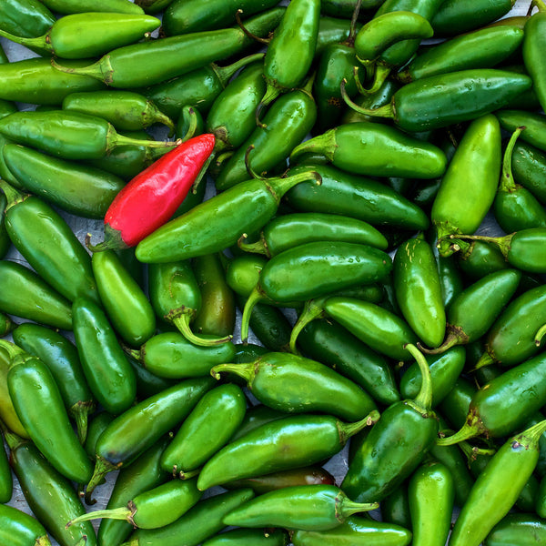 spicy salsa garden seed kit