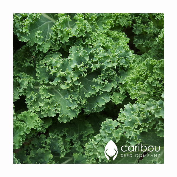 green smoothies seed kit