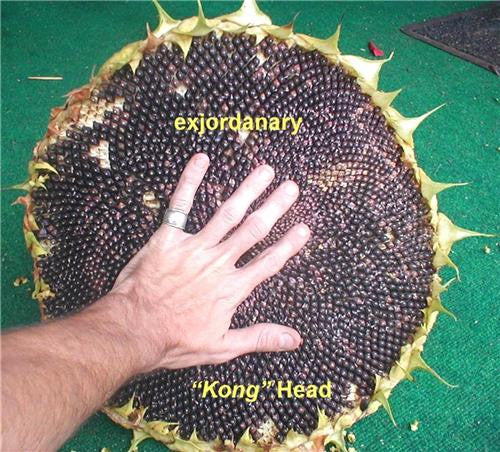 striking sunflowers seed kit - Caribou Seed Company