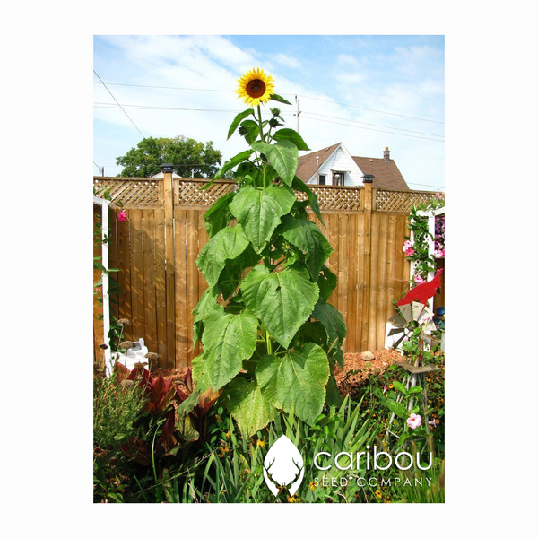 sunflower - giganteus - Caribou Seed Company
