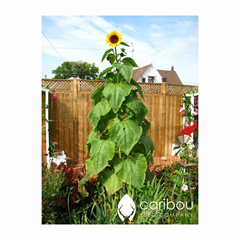 sunflower - giganteus