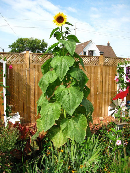 striking sunflowers seed kit