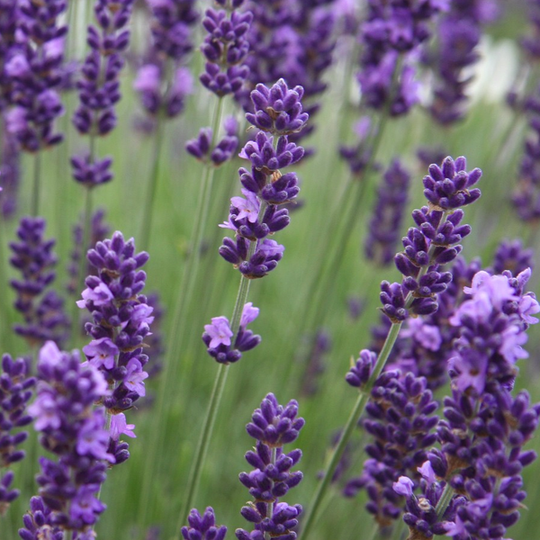 fragrant fantasies seed kit