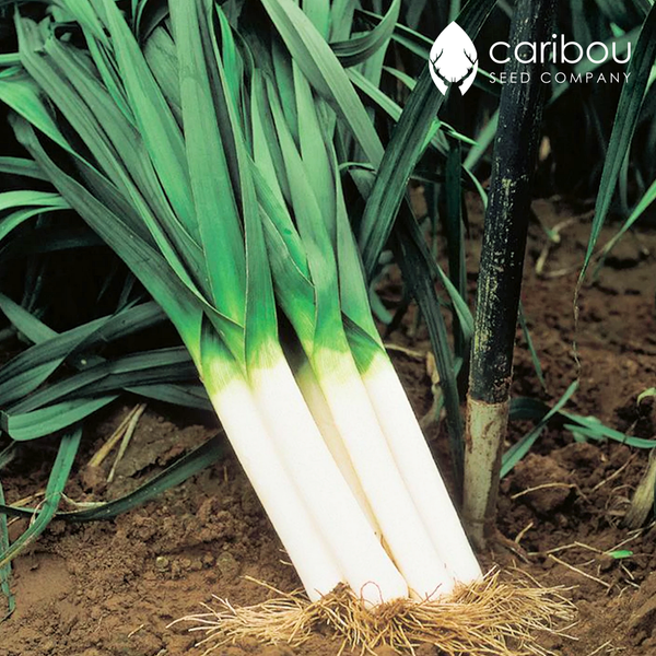 leek - Caribou Seed Company