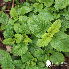 lemon balm