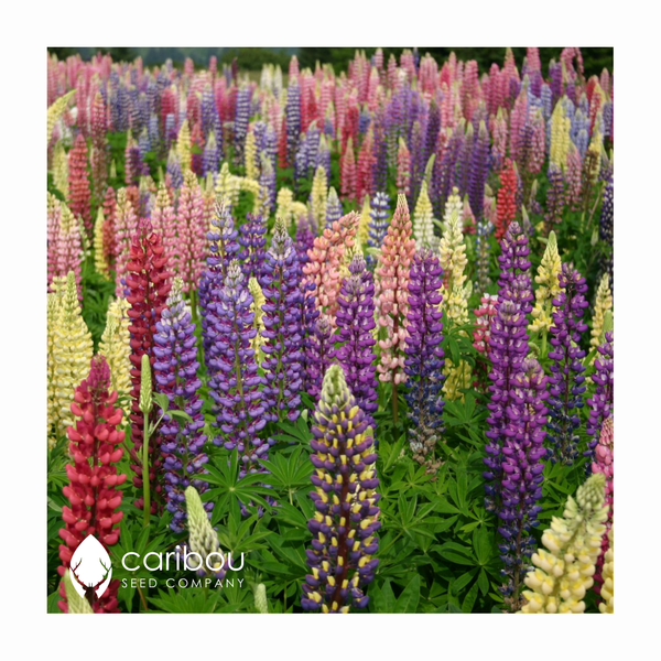 lupin - mix