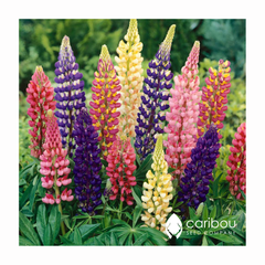 lupin - mix
