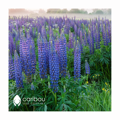 lupin - blue