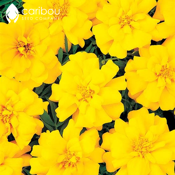 marigold - Caribou Seed Company