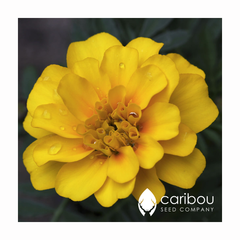 marigold