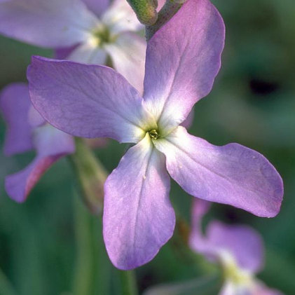purple passion