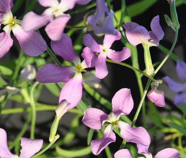 fragrant fantasies seed kit