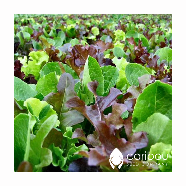 summer salads seed kit