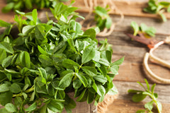fenugreek