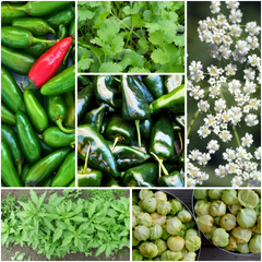 flavours of mexico