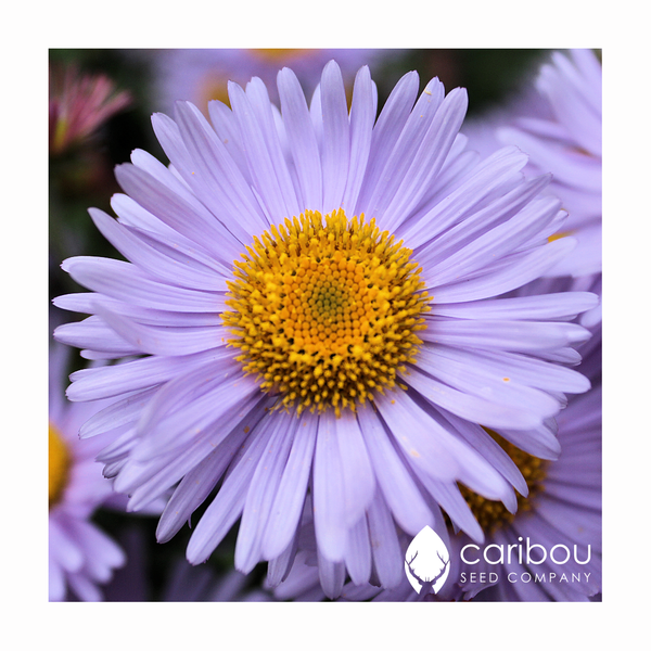 aster - new england